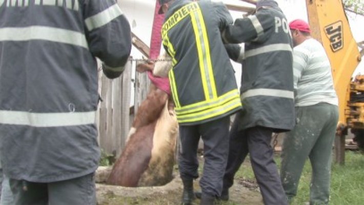 Pompierii, chemaţi să salveze o vacă
